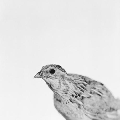 Emmanuel Berry Caille commune - LÄKEMÄKER