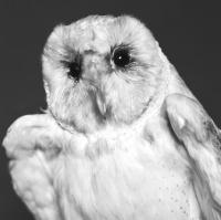 Emmanuel Berry - Chouette effraye