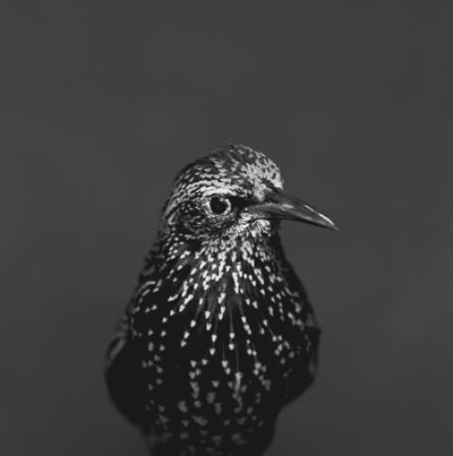 Emmanuel Berry Etourneau vulgaire - LÄKEMÄKER