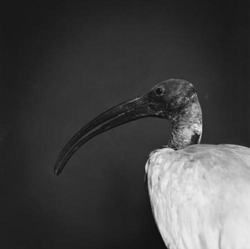 Emmanuel Berry Ibis sacre - LÄKEMÄKER