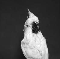 Emmanuel Berry - Kakatoes