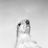 Emmanuel Berry - Lagopede des alpes