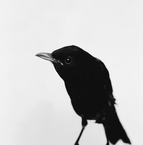 Emmanuel Berry Merle_noi - LÄKEMÄKER