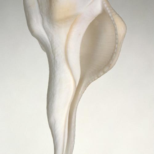 Emmanuel Berry Muschel I - LÄKEMÄKER