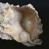 Emmanuel Berry - Muschel II