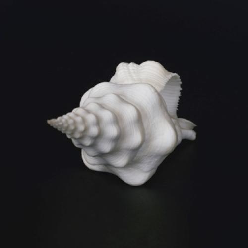 Emmanuel Berry Muschel III - LÄKEMÄKER