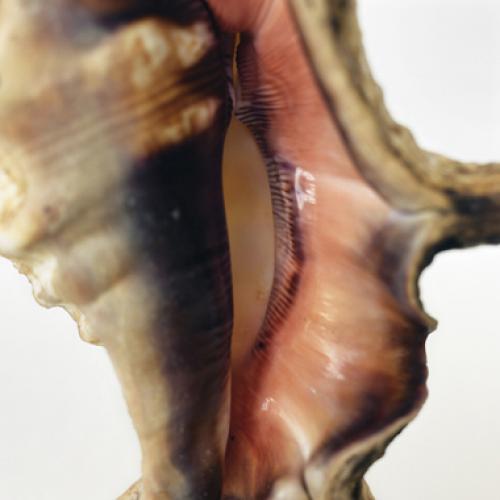 Emmanuel Berry Muschel IV - LÄKEMÄKER