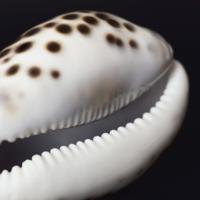 Emmanuel Berry - Muschel V