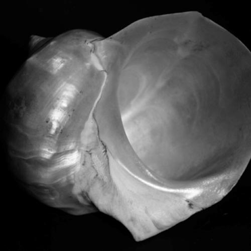 Emmanuel Berry Muschel VI - LÄKEMÄKER