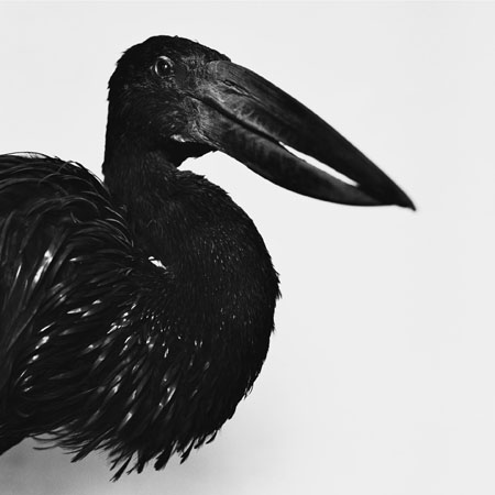 Emmanuel Berry Anastome ? lame - LÄKEMÄKER