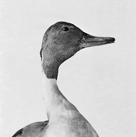 Emmanuel Berry Canard pilet - LÄKEMÄKER