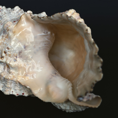 Emmanuel Berry Muschel II - LÄKEMÄKER