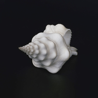 Emmanuel Berry Muschel III - LÄKEMÄKER