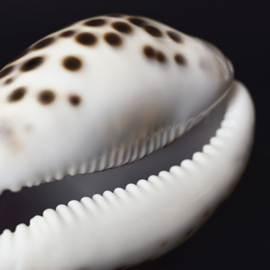 Emmanuel Berry Muschel V - LÄKEMÄKER