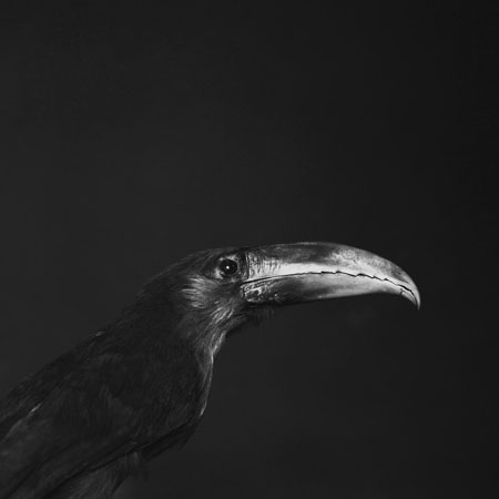 Emmanuel Berry Toucan aracari - LÄKEMÄKER