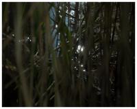 Lev Khesin - Ohne Titel