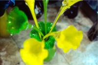 Nicola Rubinstein - Lightflower 2